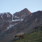 Ötztaler-Wildspitze---Blick-von-Süden-zum-Gipfel