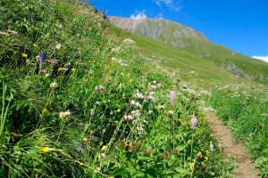 3-Tagestour-zum-Großvenediger---Blumenwiese-Katinmader-beim-Aufstieg-zur-Sajathütte