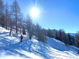 Skitourenkurs-für-Einsteiger-im-Brennergebiet---Abfahrt-mit-Pulverschnee-im-Lärchenwald