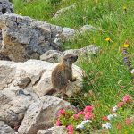 Klettersteige-und-Wandern-im-Rosengarten---Murmeltier