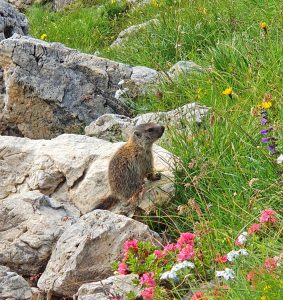 Klettersteige-und-Wandern-im-Rosengarten---Murmeltier