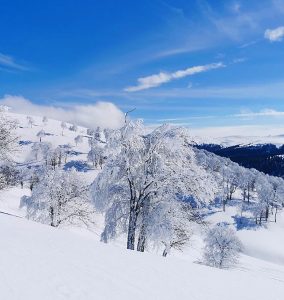 Georgien-CAT-Skiing-am-Goderdzi-Pass---Lichte-Wälder-in-der-Abfahrt