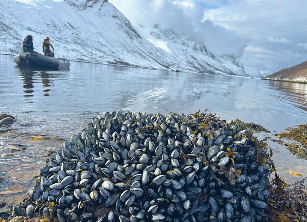 Norwegen---Skitouren-auf-den-Lofoten---Anlanden-im-Fjord