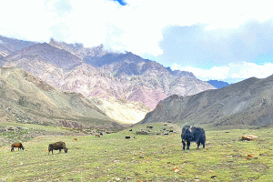 Ladakh-Trekking-in-Indien---Twin-Peak-Expedition-Hochebene-mit-Yaks