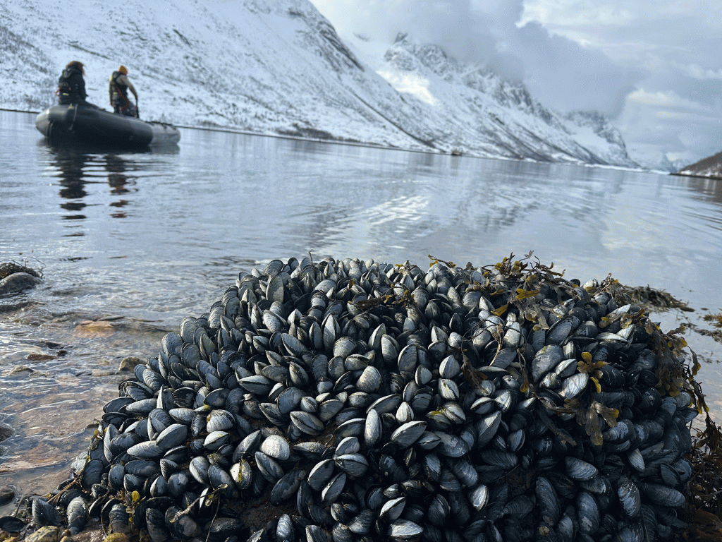 Skitouren-Senja---Norwegen---Anlegen-in-Senja